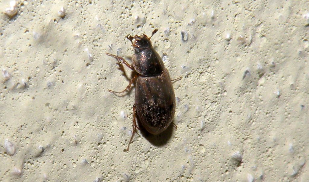 Volinus sticticus (Aphodiidae)